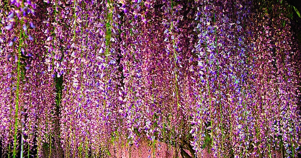 AKASYA ?E?? RES?MLER?