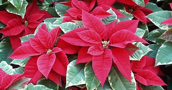 ATATRK ?E?? RES?MLER?