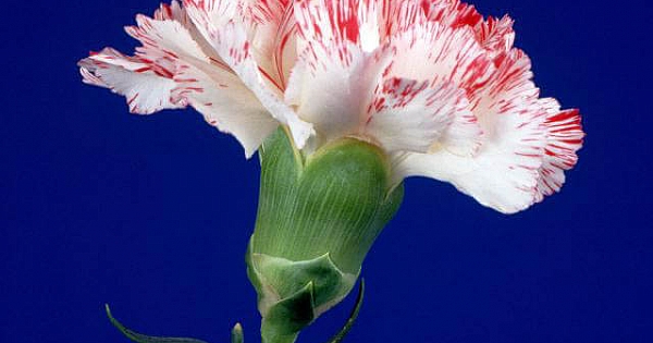 KARANF?L ?E?? RES?MLER?