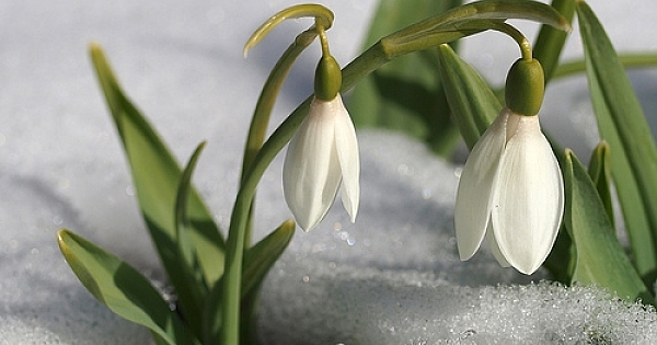 KARDELEN ?E?? RES?MLER?