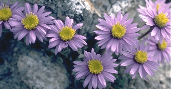 MENEK?E ?E?? RES?MLER?