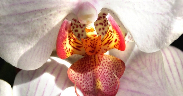 ORK?DE ?E?? RES?MLER?