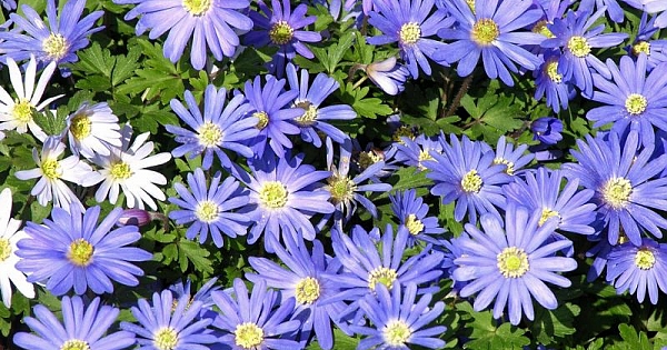 PAPATYA ?E?? RES?MLER?