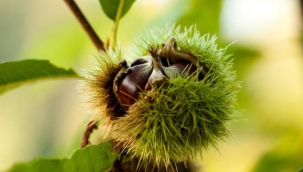 3 tanesi 1 dilim ekmek yerine geçiyor! Kestane, halsiz ve yorgun dü?ene ?ifa oluyor