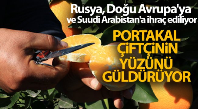 Adana'da portakal hasadı sürüyor