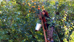 Amasya'n?n 'yeni sar? alt?n?' cennet hurmas?, fiyat?yla üreticisinin yüzünü güldürüyor