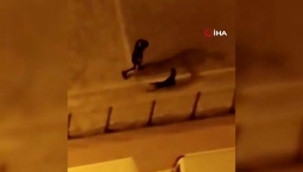 Esenyurt’ta ?iddet gören köpek koruma alt?na al?nd?