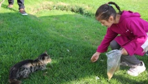 Yetim çocuklardan sokak hayvanlar? için anlaml? proje