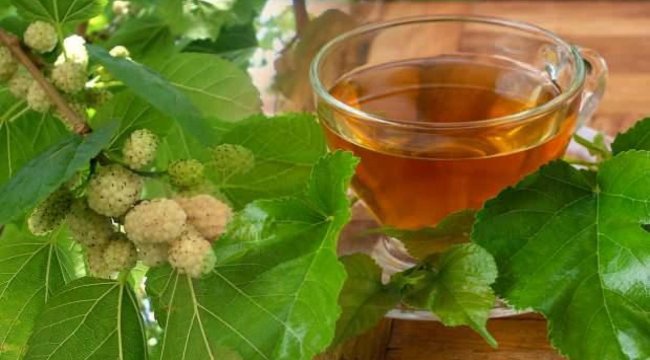Taze dut yaprağı çayı faydaları nelerdir?