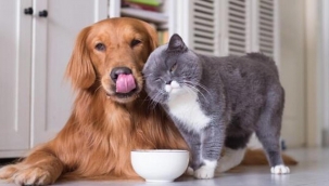 Evcil hayvanlar? kay?t alt?na almak iin son tarih 31 Aral?k