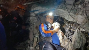 Hatayda 25 gn sonra bir kpek enkaz alt?ndan sa? kurtar?ld?! 